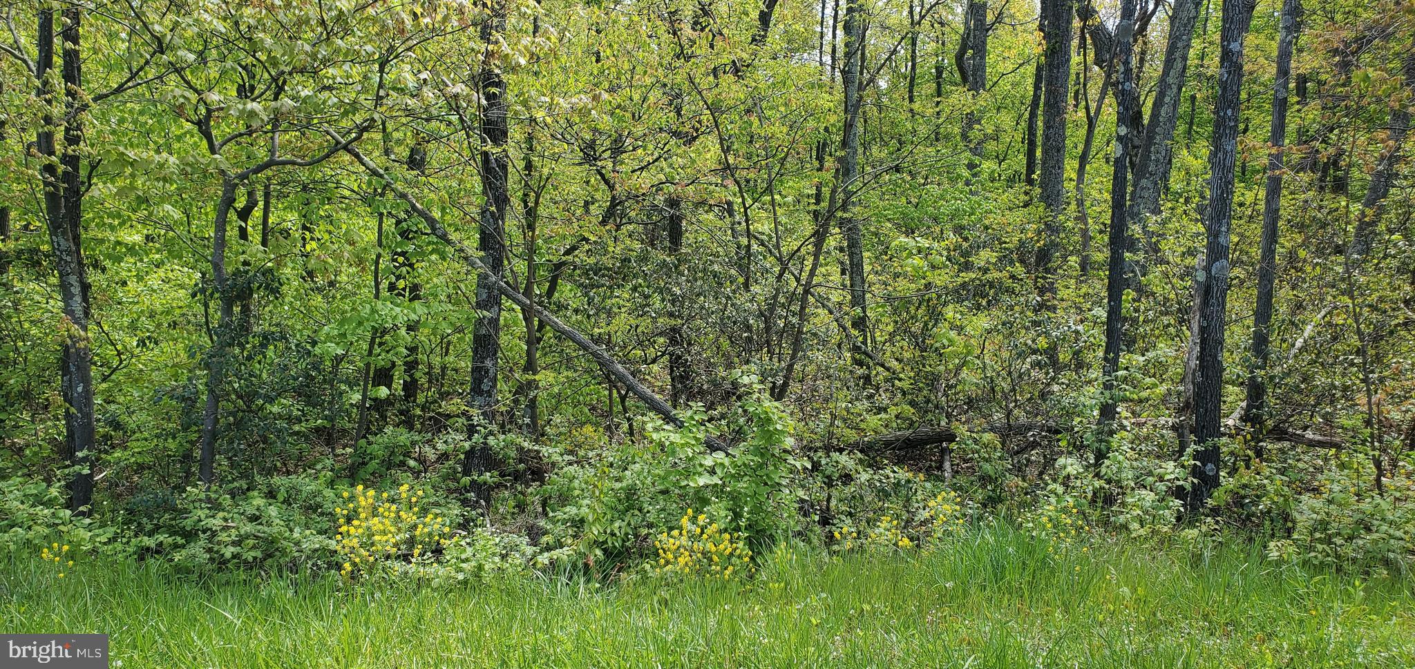 Lot 61 Timber Ridge Trail Winchester, VA 22602 - Photo 1 of 7 Lot 61A Timber Ridge Trail