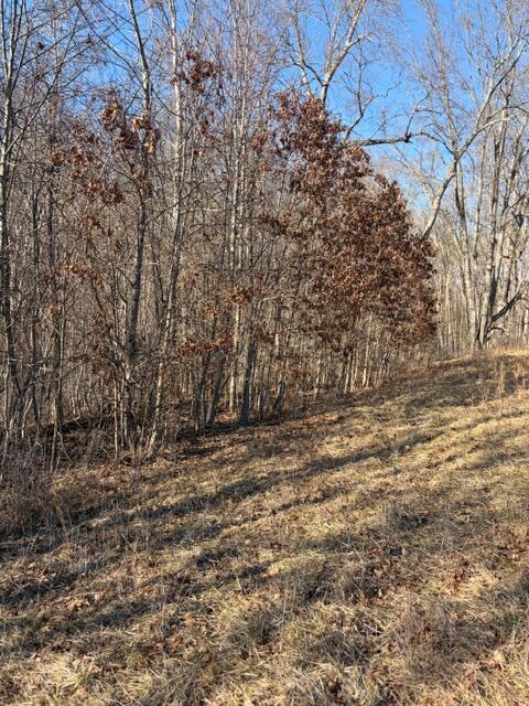 0 Calico Ridge Road Logan, OH 43138 - Photo 11 of 18 Trees at rear of property