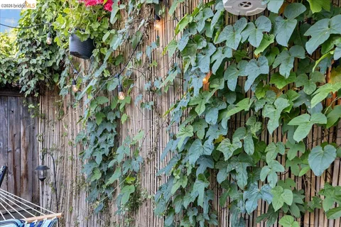 a close up of a plant in a garden