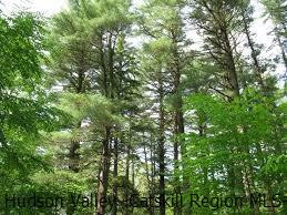 Tbd Diamond Road Grahamsville, NY 12740 - Photo 4 of 4 Photo 4