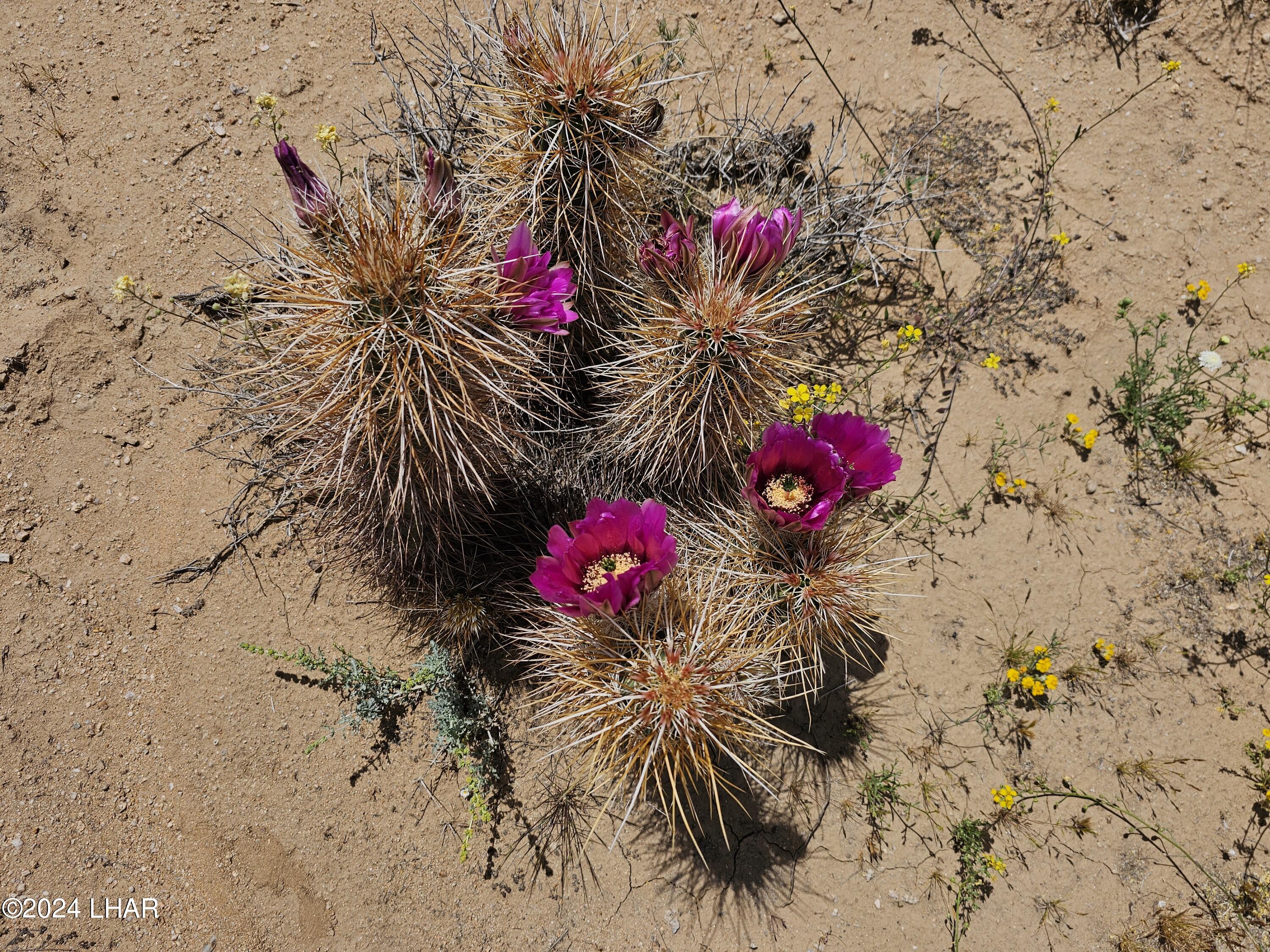 3252 South Dale Evans Road Yucca, AZ 86438 - Photo 14 of 19 Beautiful surrounding