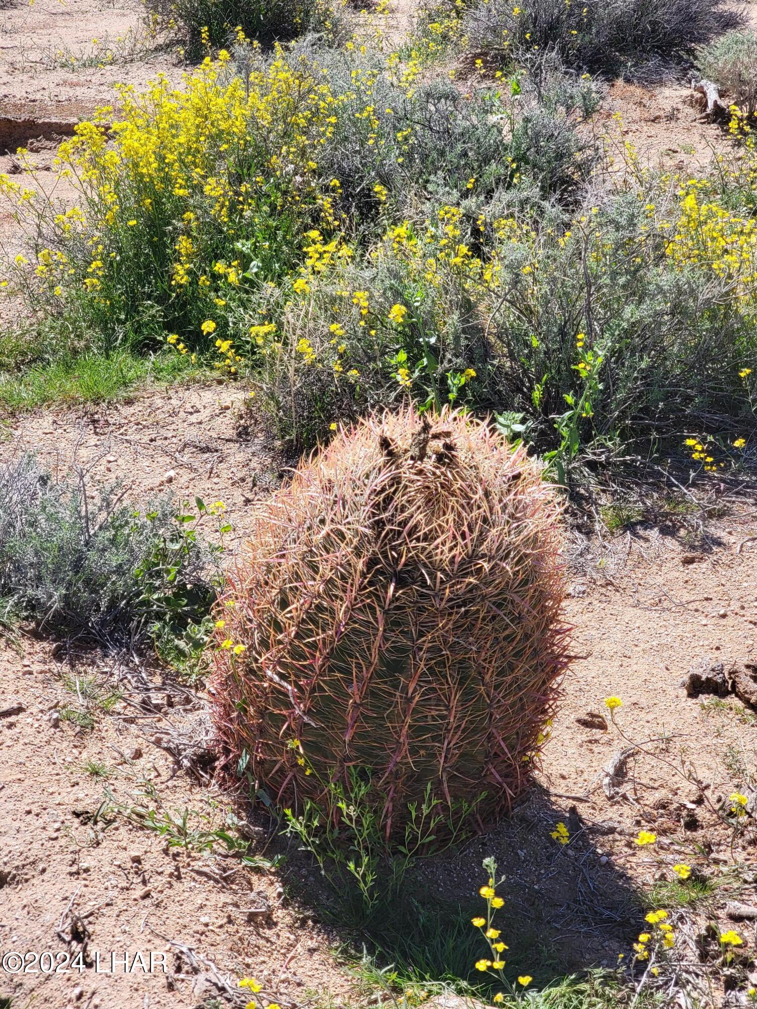 3252 South Dale Evans Road Yucca, AZ 86438 - Photo 15 of 19 Cactus
