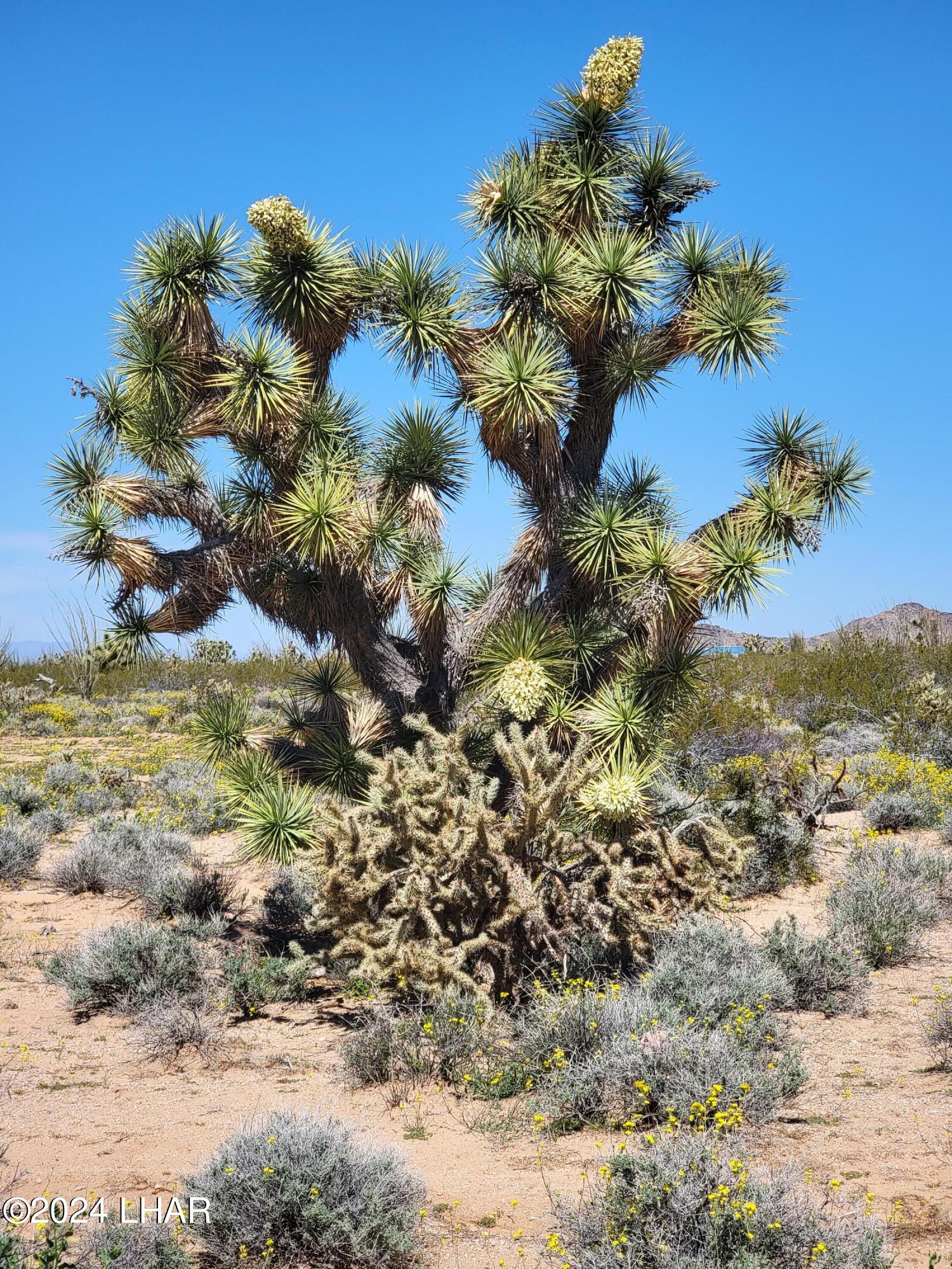 3252 South Dale Evans Road Yucca, AZ 86438 - Photo 16 of 19 Yucca plants