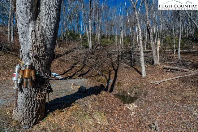 a view of a backyard with plants and large trees