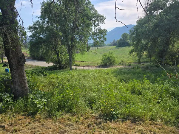 a view of a garden with a tree
