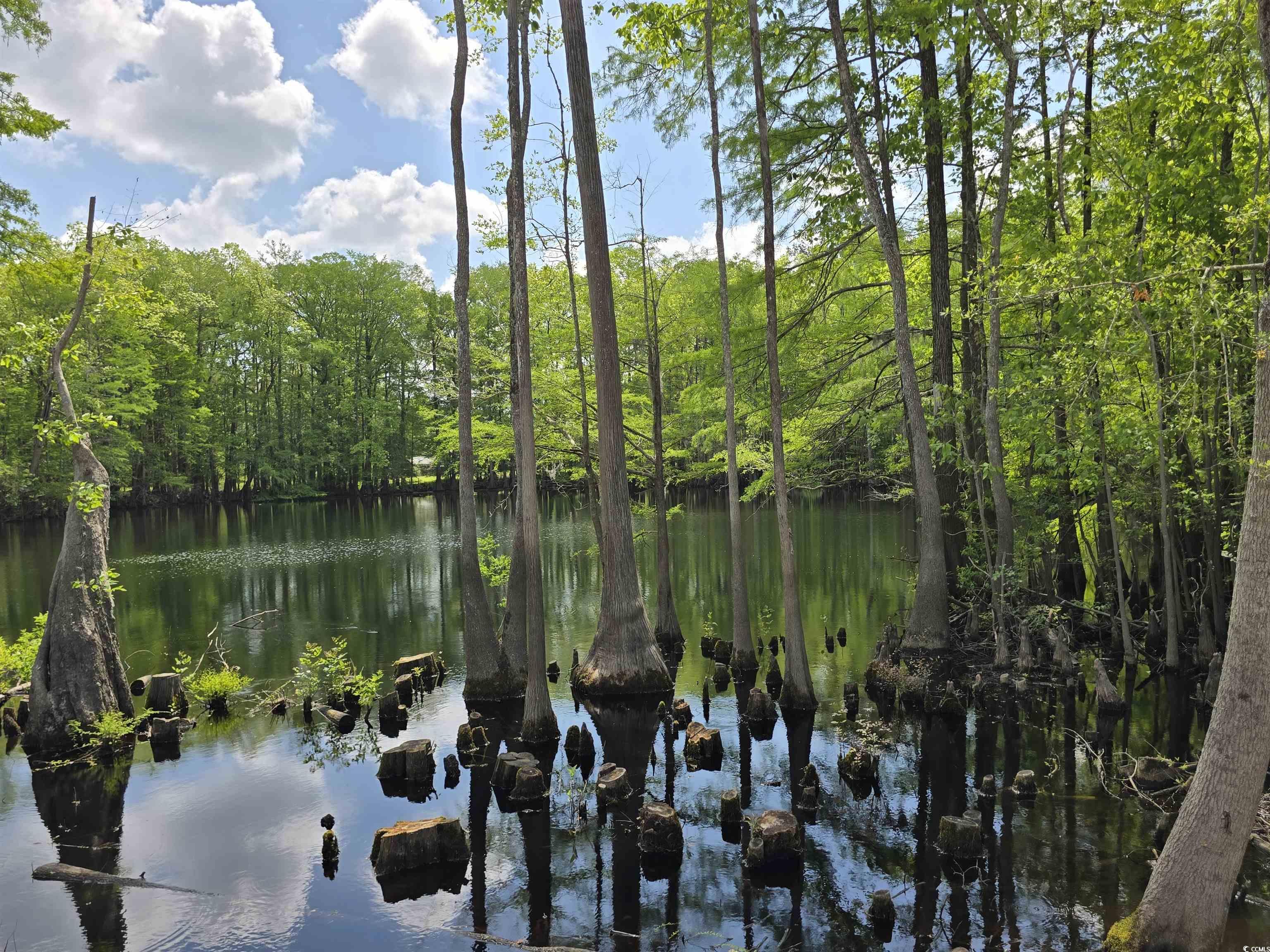 Lot 17 Rowe Pond Road Conway, SC 29526 - Photo 12 of 16 Water view with a forest