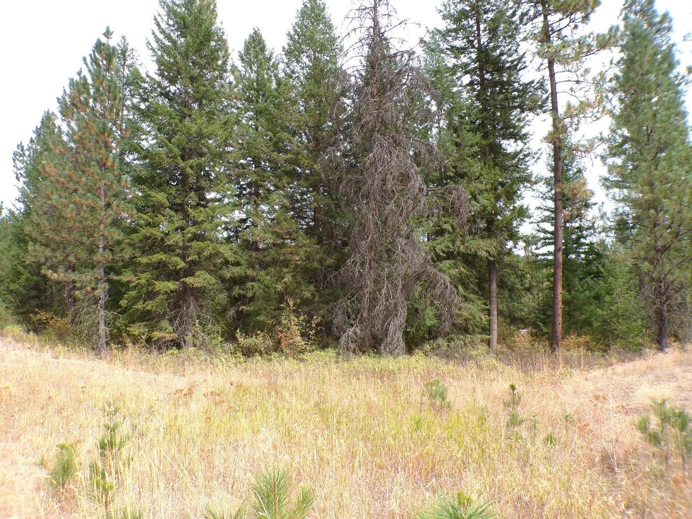 Xx Cedar Crk Road Inchelium, WA 99138 - Photo 12 of 28 Gallery Image 12