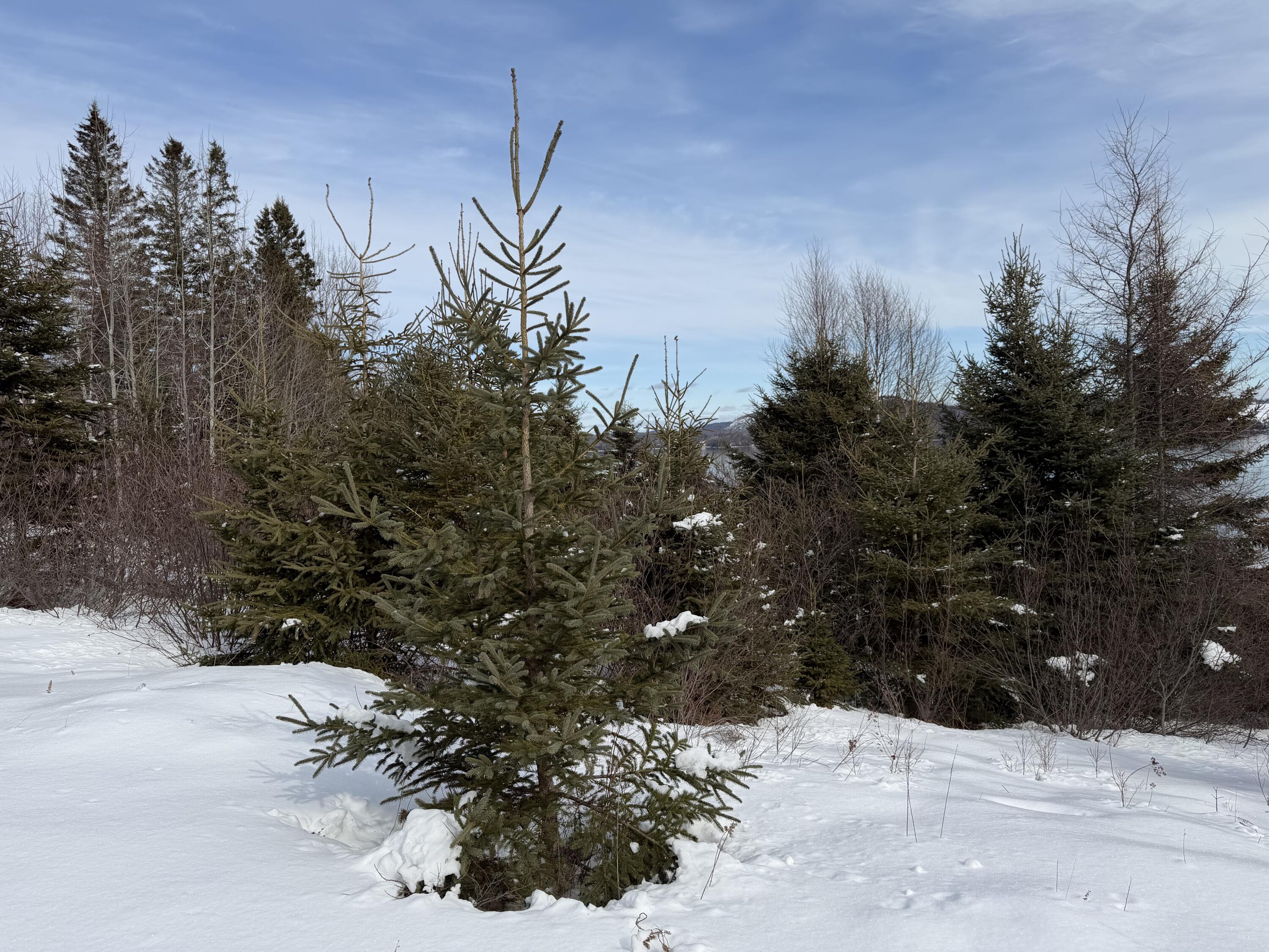 M6-l60-65 Gravel Road Robbinston, ME 04671 - Photo 10 of 18 CFBB7DF2-12EF-4C76-80BD-28D21AE8D56B
