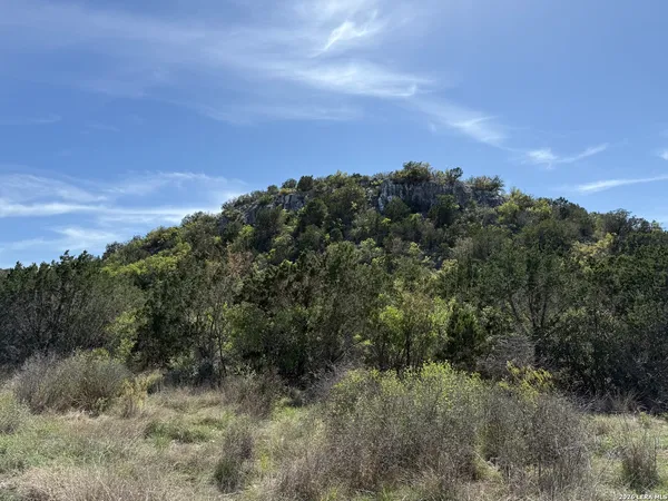 a view of a bunch of trees in a field