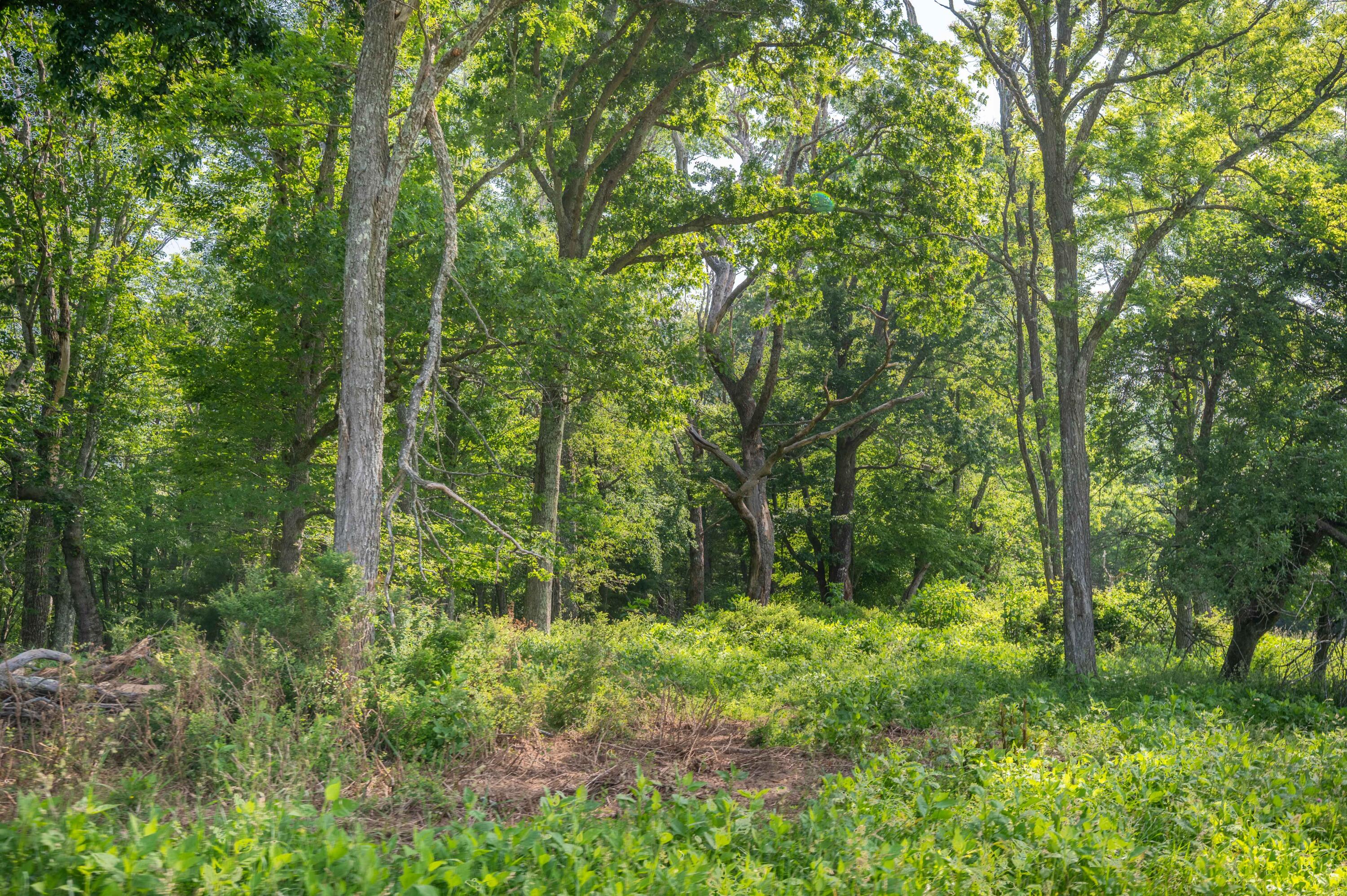 1073 Timberline Road Southeast Copper Hill, VA 24079 - Photo 14 of 56 13