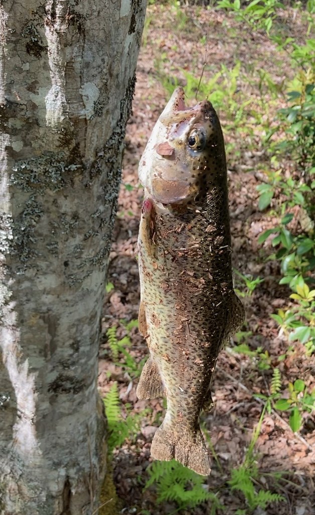 1925 McDonald Road Murphy, NC 28906 - Photo 6 of 38