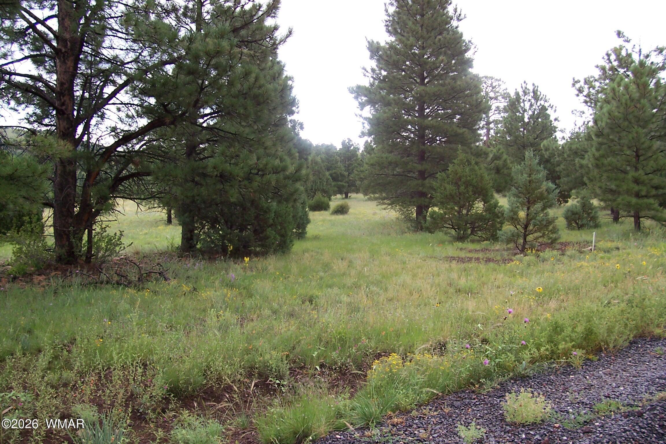 Lot 5 Red Cabin Ranch, Unit II Vernon, AZ 85940 - Photo 12 of 12 Ranch-Farm063