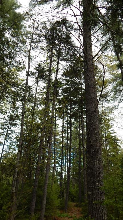 0 North Shore Road Brownville, ME 04414 - Photo 4 of 35 Photo