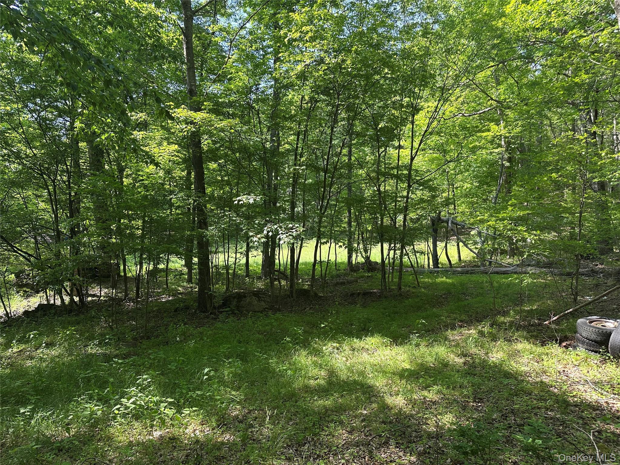 804 Hearts Content Road Cairo, NY 12473 - Photo 28 of 34 a backyard of a house with lots of green space