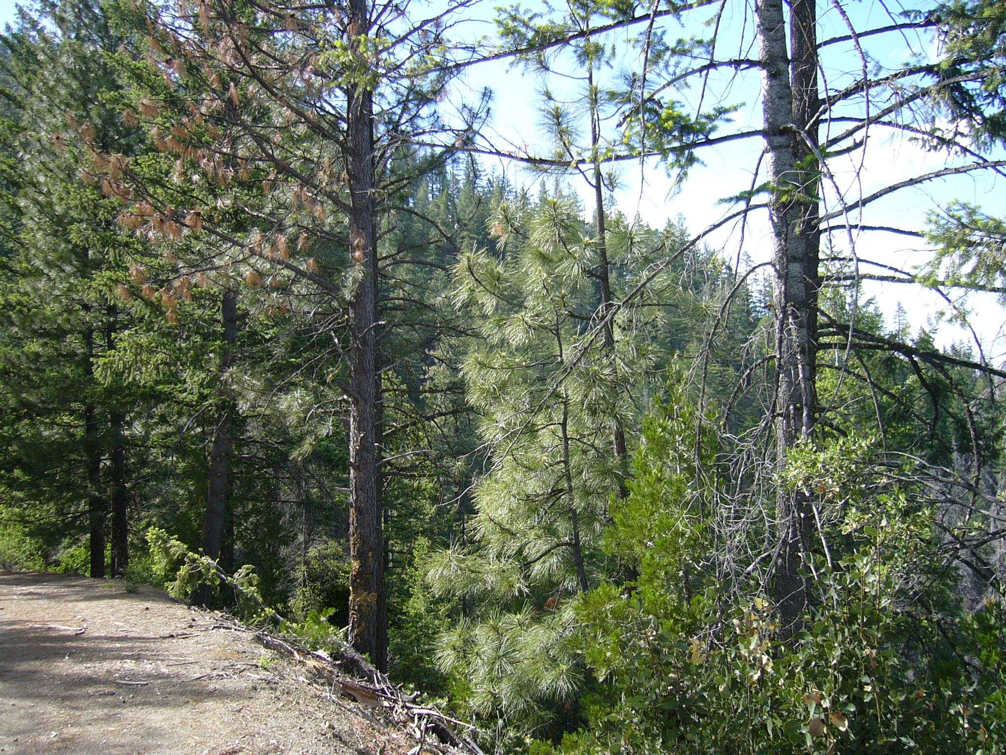 127 Acres Road Yreka, CA 96097 - Photo 9 of 24 Gallery Image 9