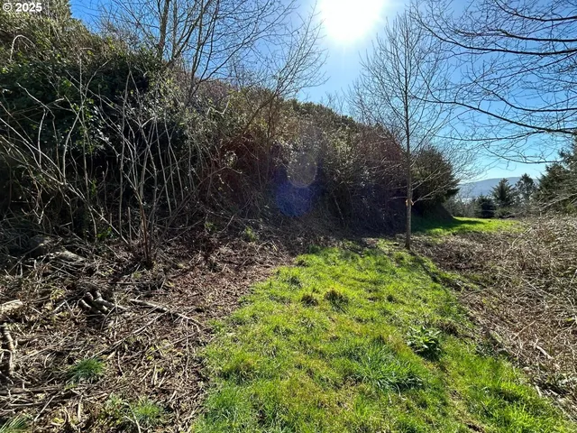 a view of a yard with plants and large trees