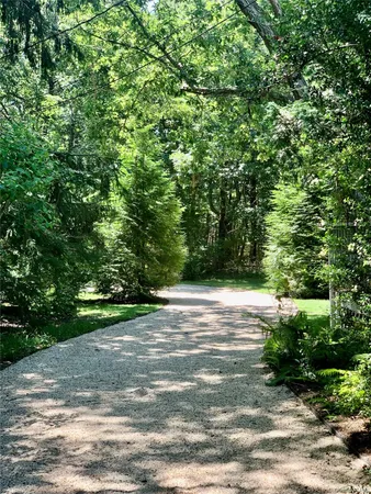a view of a yard with plants and large trees