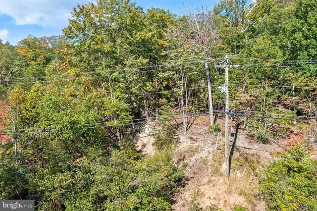 a view of a forest with a tree