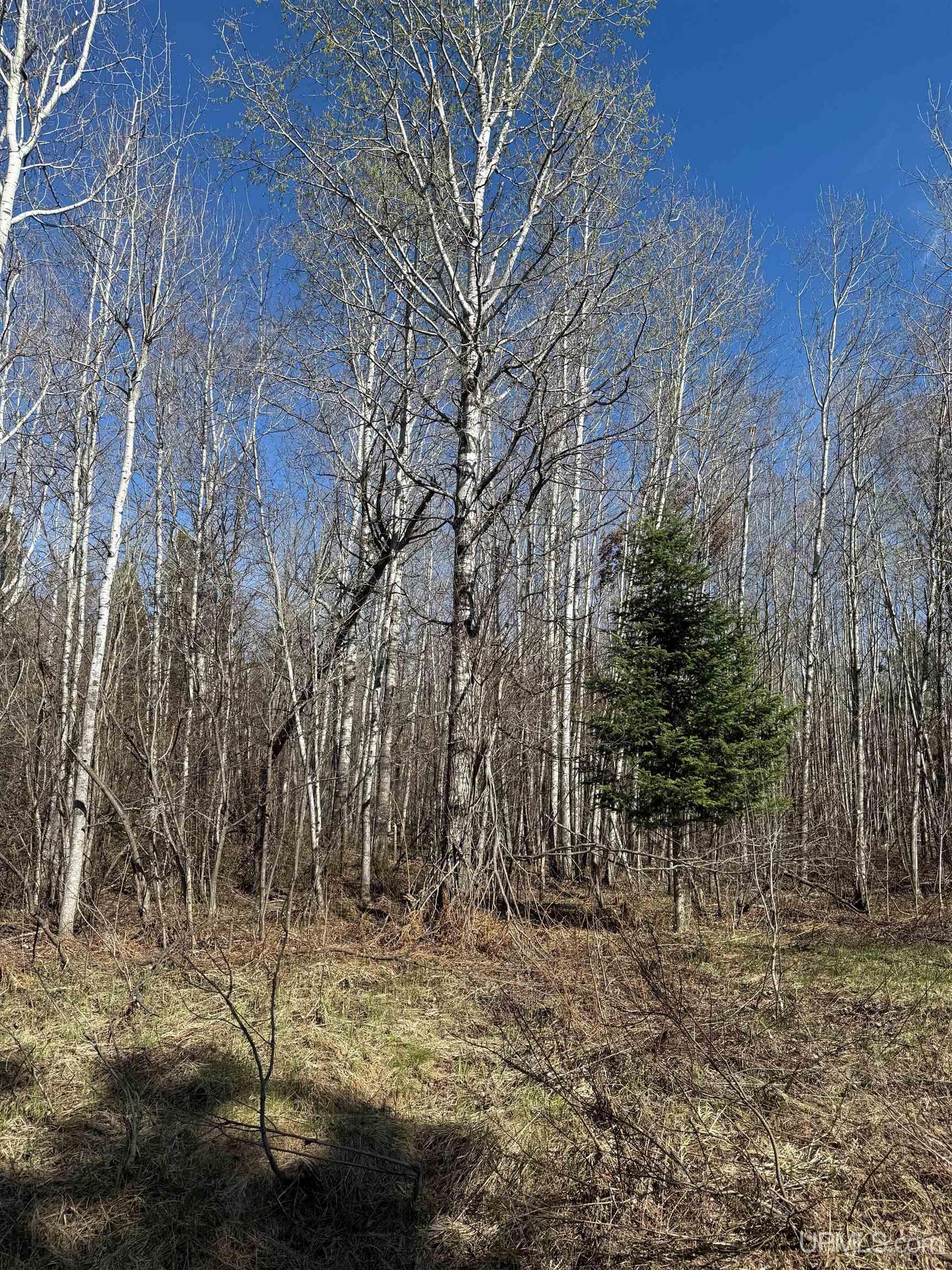Tbd85 South Sidnaw Road Sidnaw, MI 49961 - Photo 21 of 22