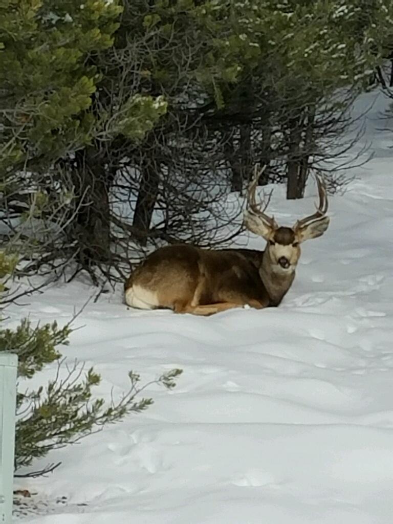 41 Turkey Trail Ridgway, CO 81432 - Photo 2 of 26 Buck