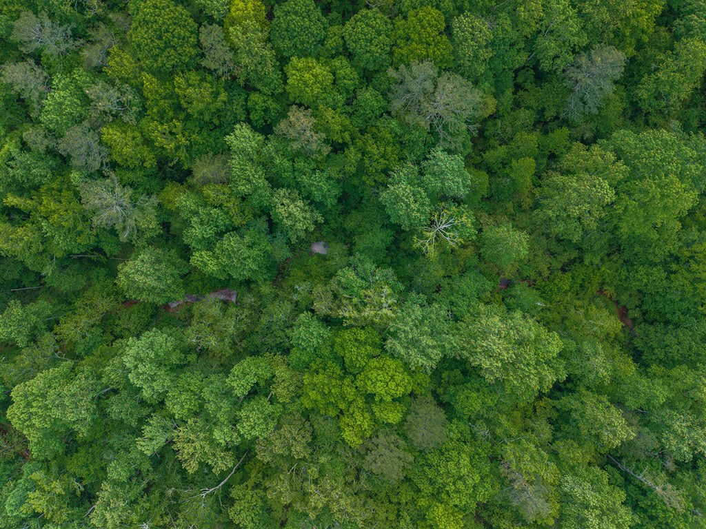 392 London Road Ball Ground, GA 30107 - Photo 54 of 60 a view of a lush green forest with lots of trees