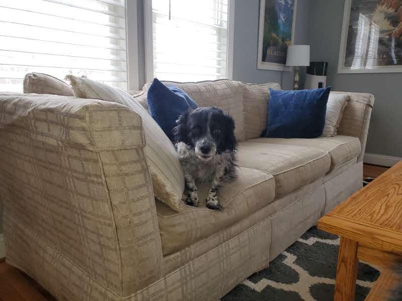 2528 North Bangor Road Bangor, ME 04401 - Photo 30 of 35 Pooch needs his own photo!