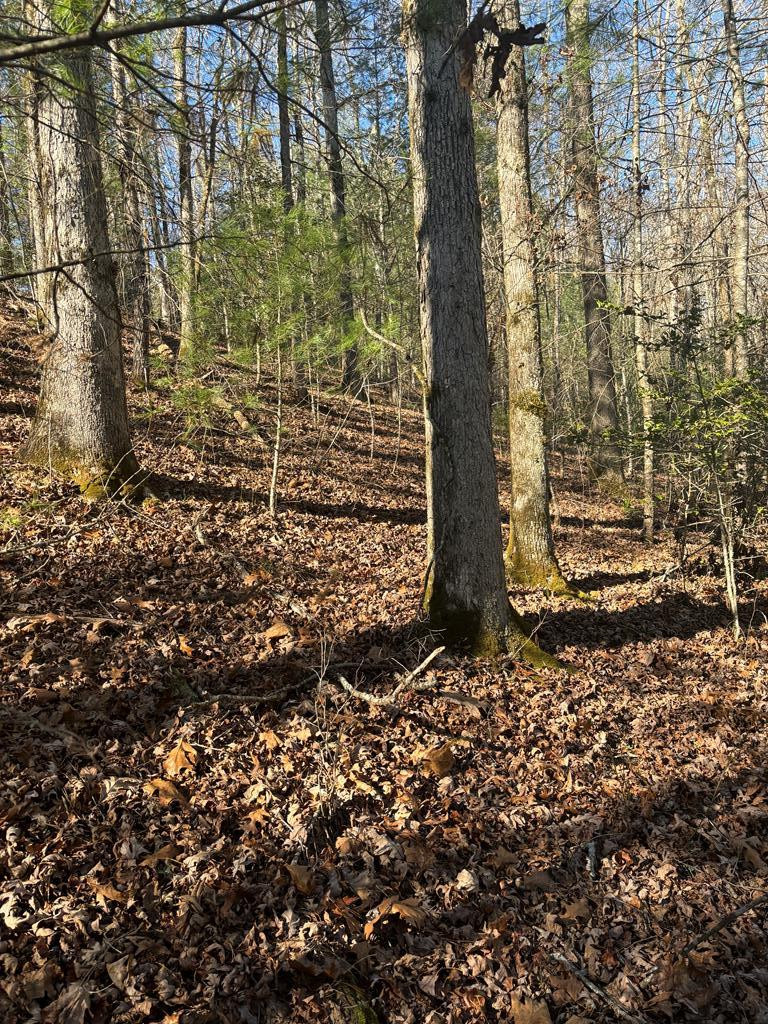 1.03 Deep Frst Road Murphy, NC 28906 - Photo 19 of 28