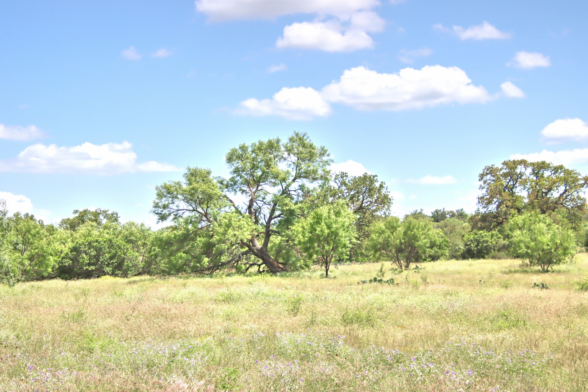 110 Rd Burnet Tx 78611 Road Burnet, TX 78611 - Photo 13 of 39 a view of yard with trees
