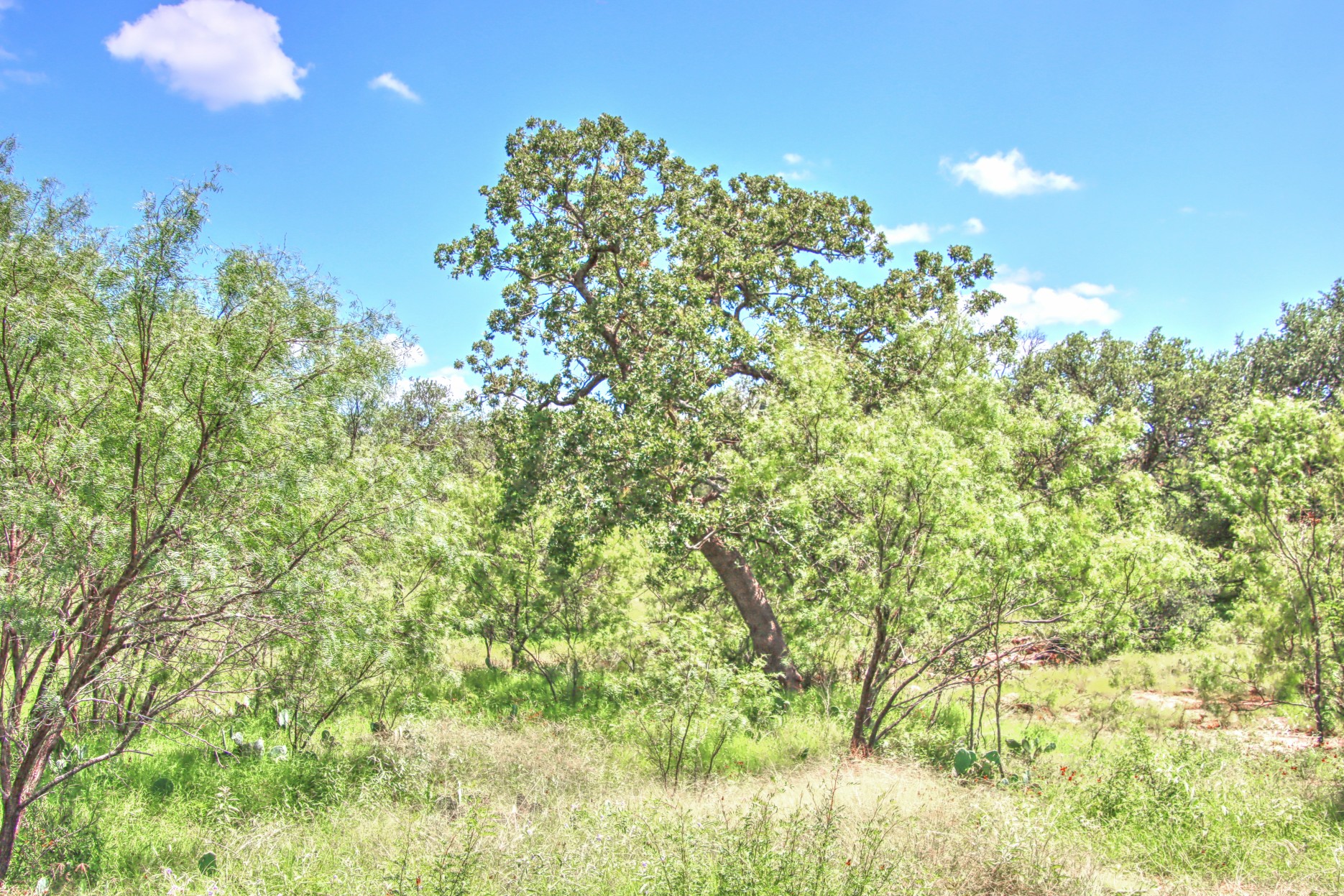 110 Rd Burnet Tx 78611 Road Burnet, TX 78611 - Photo 8 of 39 a view of a yard with a tree