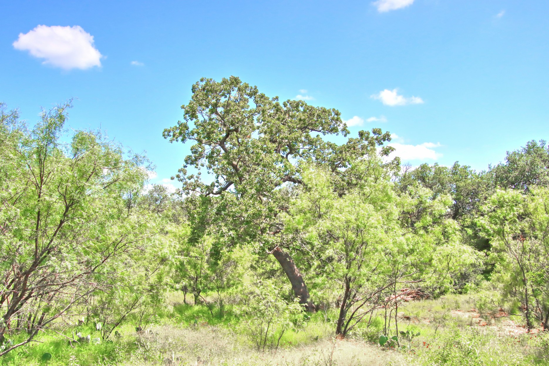 110 Rd Burnet Tx 78611 Road Burnet, TX 78611 - Photo 9 of 39