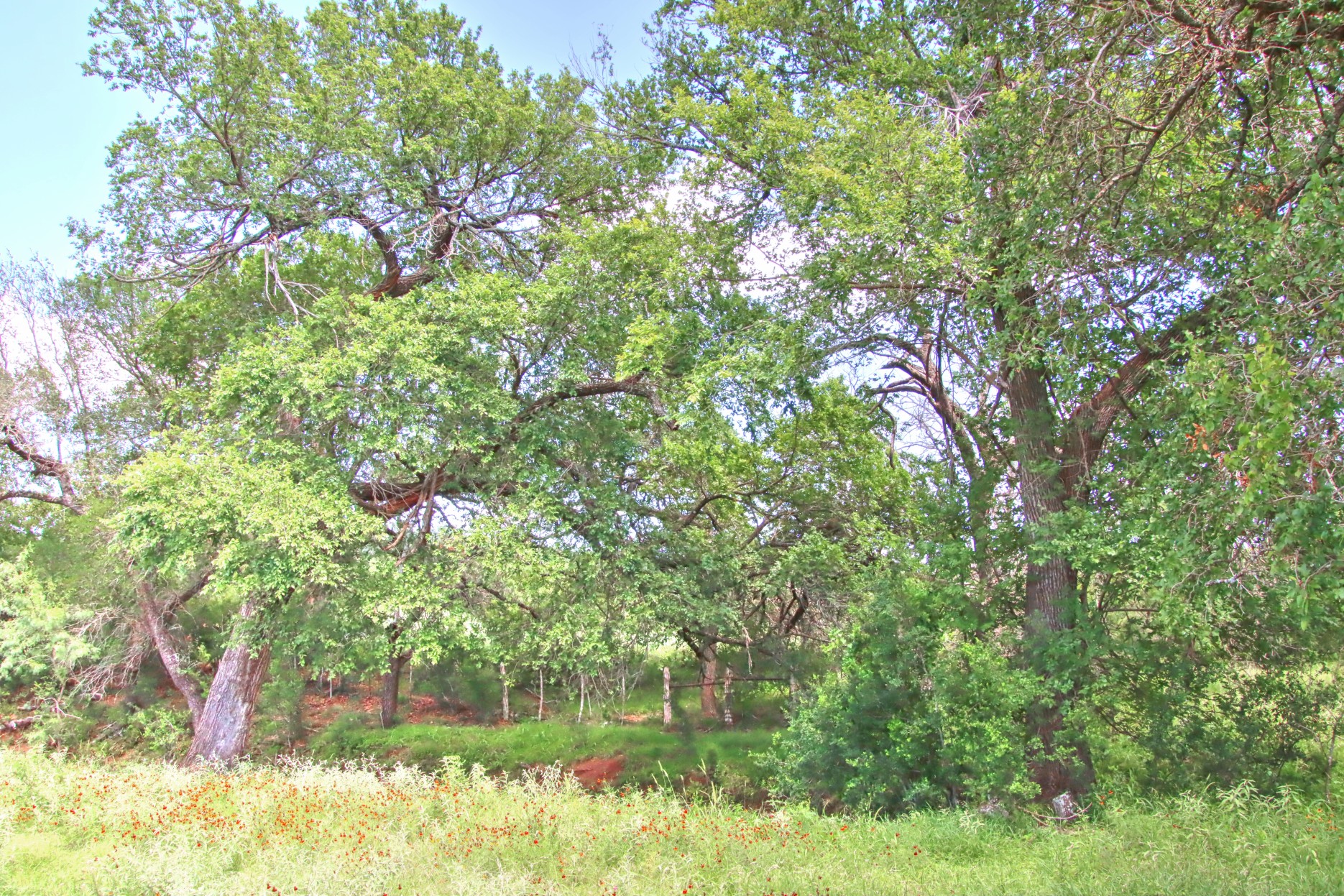 110 Rd Burnet Tx 78611 Road Burnet, TX 78611 - Photo 10 of 39 a backyard of a house with lots of green space and garden