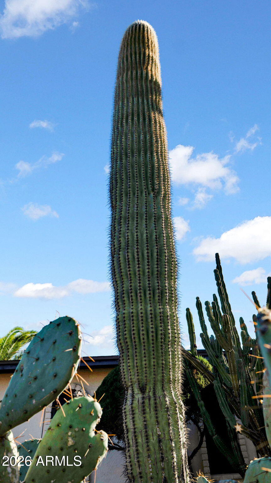 15625 North 20th Street Phoenix, AZ 85022 - Photo 24 of 25 a view of a garden