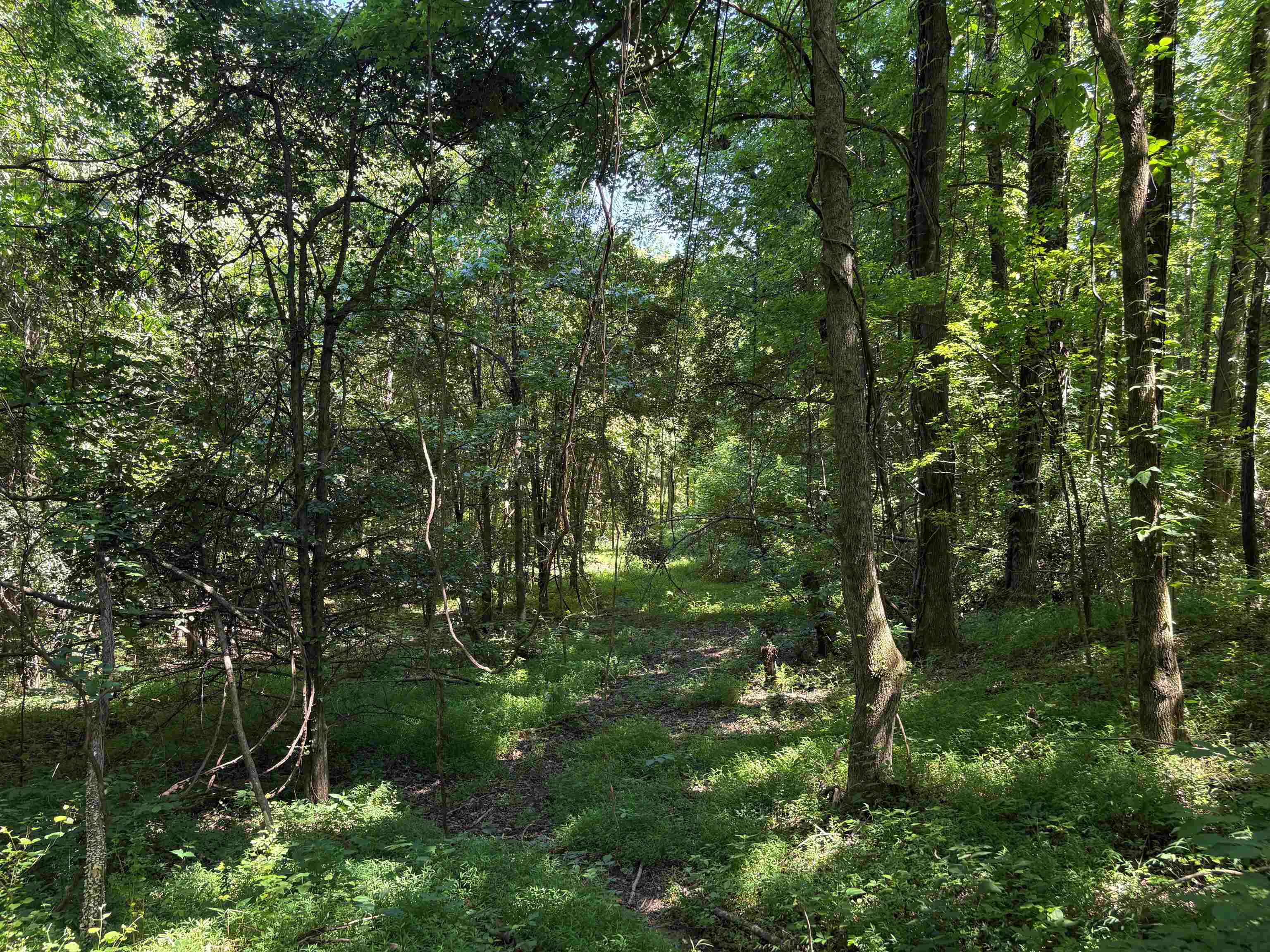 0 Walsh Road, Unit LOT 1 Millington, TN 38053 - Photo 4 of 8