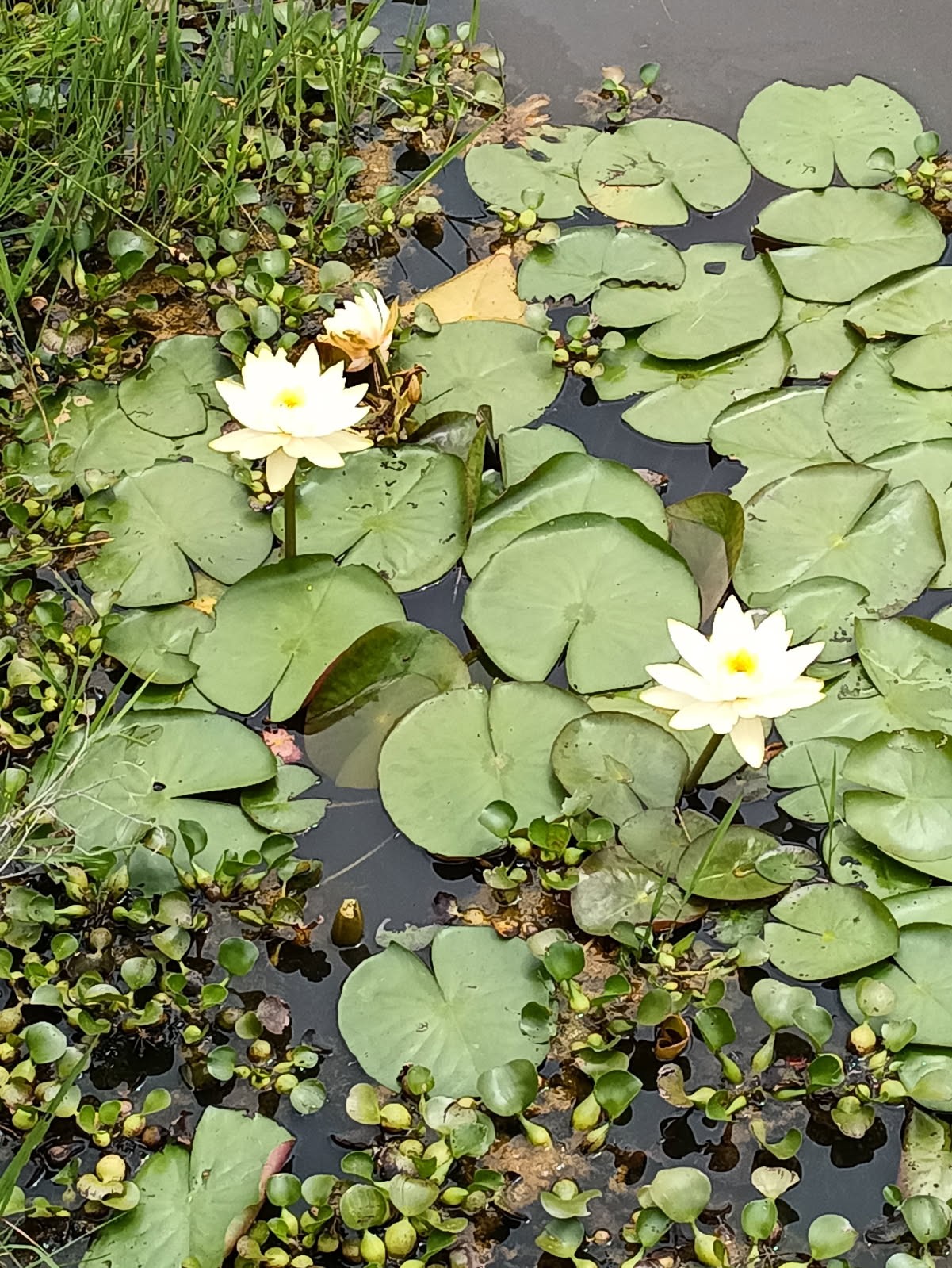 18106 Domino Road Waller, TX 77484 - Photo 11 of 16 Beautiful pond on property stocked with 3 types of fish