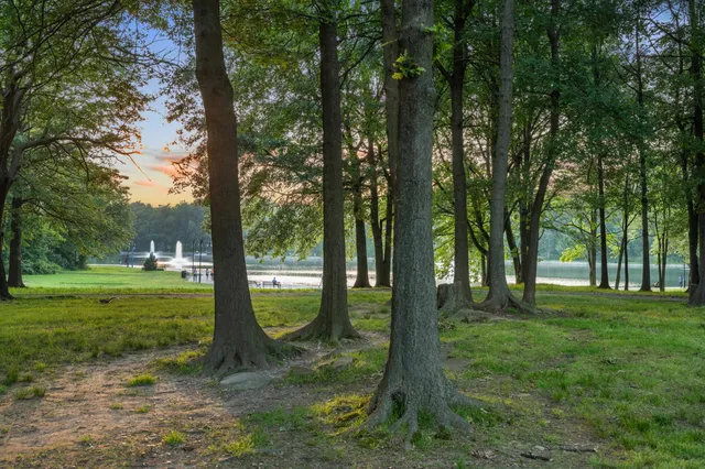 a view of a trees in a park