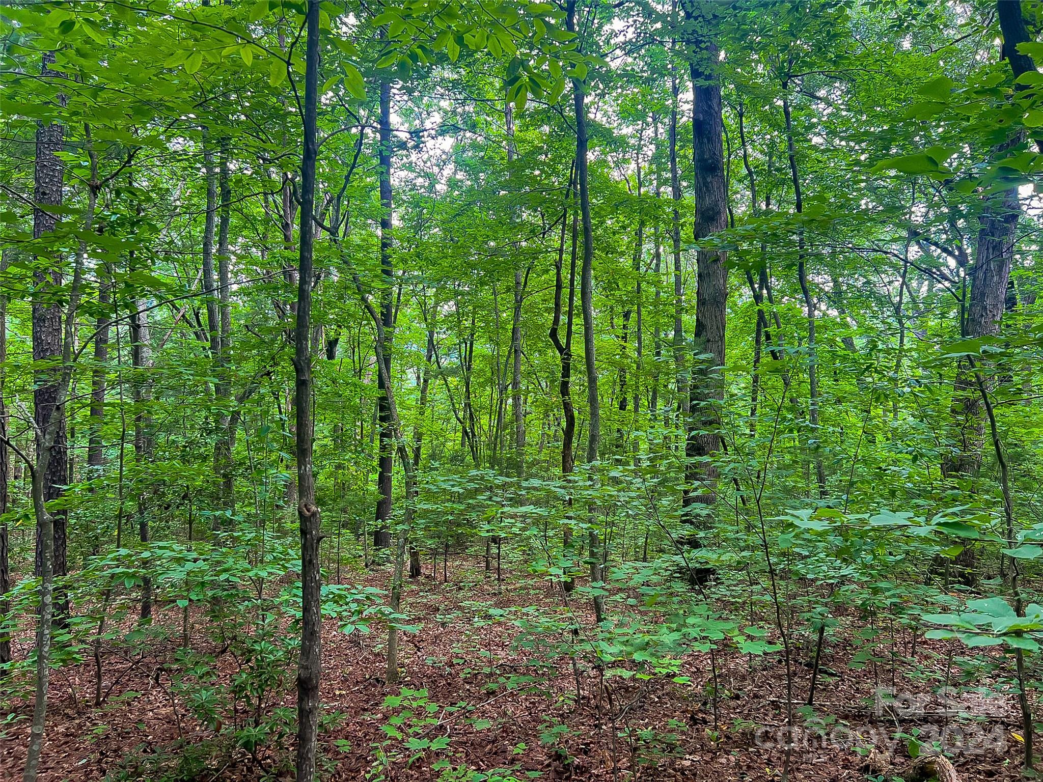 99999 Bee Ridge Road Asheville, NC 28803 - Photo 9 of 22 Gallery Image 9