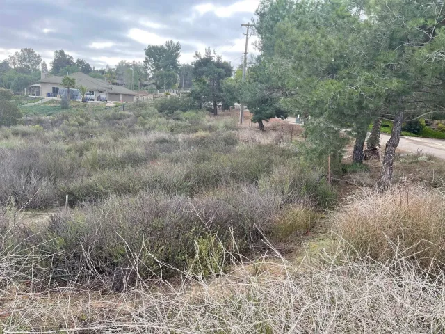 a view of a dry yard with large trees