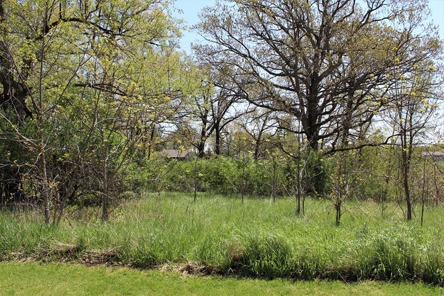 a view of a lush green forest with lots of trees