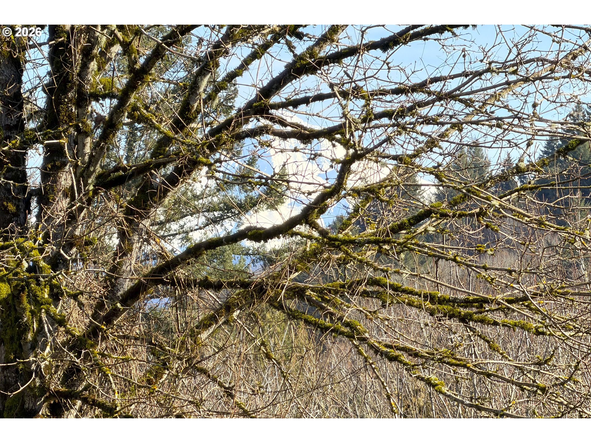 38029 Marcella Court Sandy, OR 97055 - Photo 29 of 29 a view of tree