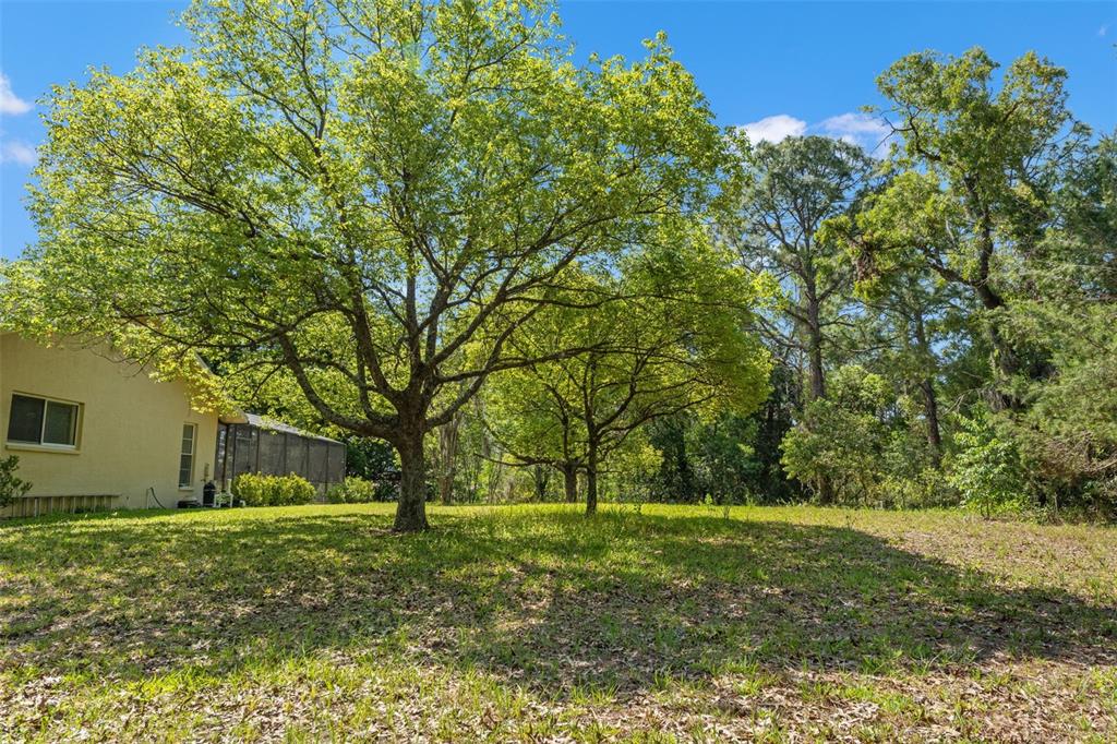 1379 Matthew Avenue Spring Hill, FL 34609 - Photo 52 of 55 a view of a yard with plants and trees