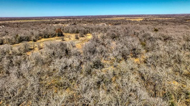 a close up of a tree