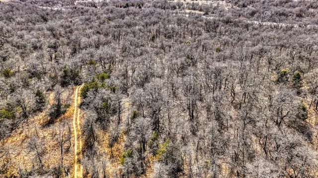 a black and white photo of a lots of trees