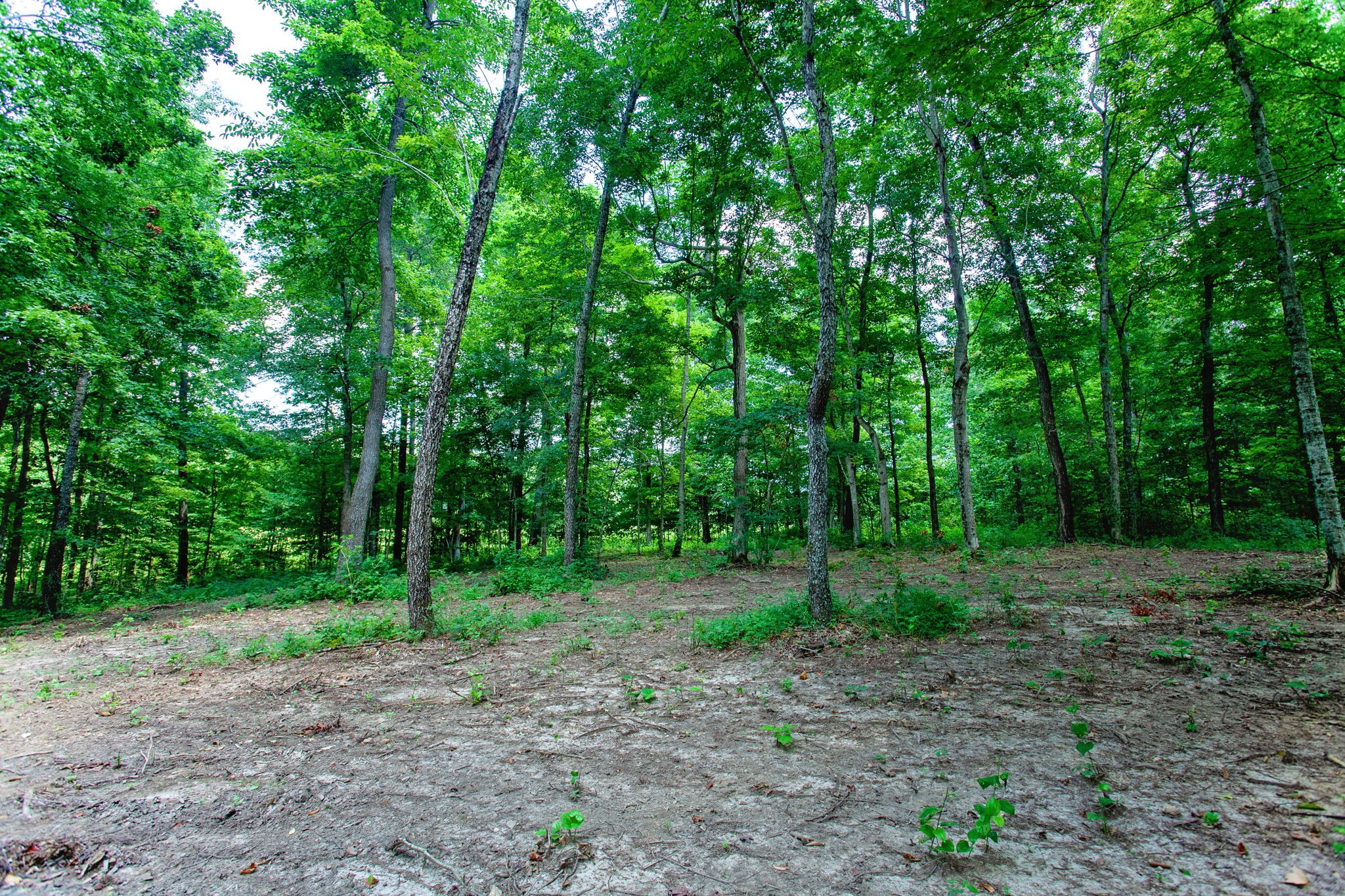 743 Steele Road Charlotte, TN 37036 - Photo 14 of 15 Gallery Image 14