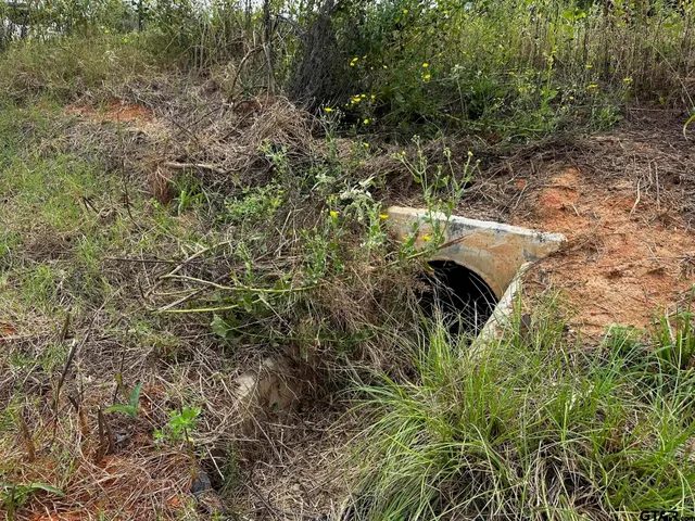 a view of a plants in a yard