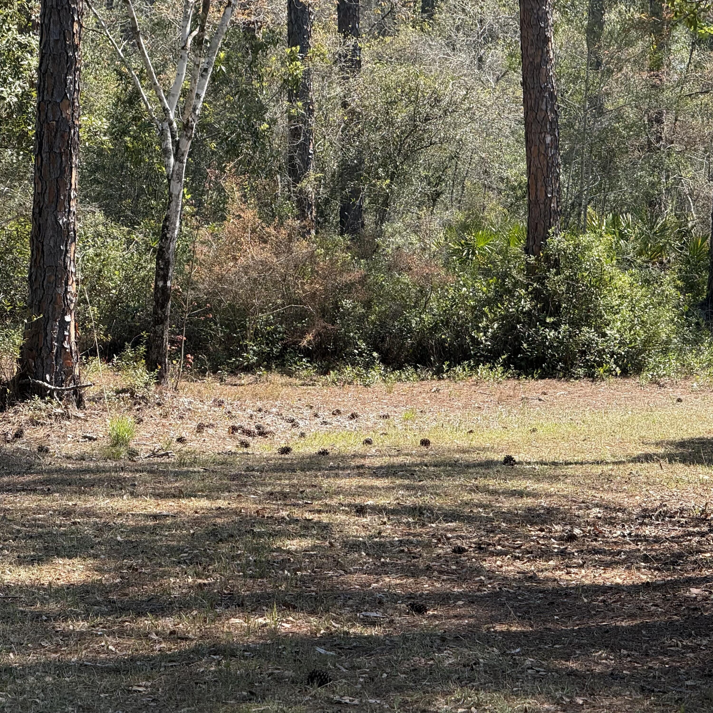 Tbd Mallet Road Freeport, FL 32439 - Photo 9 of 10