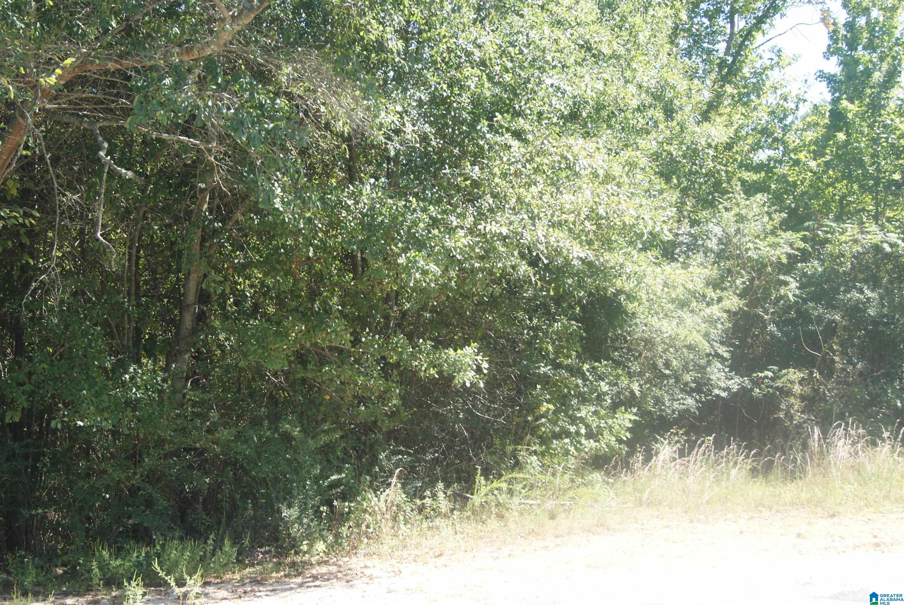 0 Eagle Bald Road Jacksonville, AL 36265 - Photo 7 of 14 Gallery Image 7