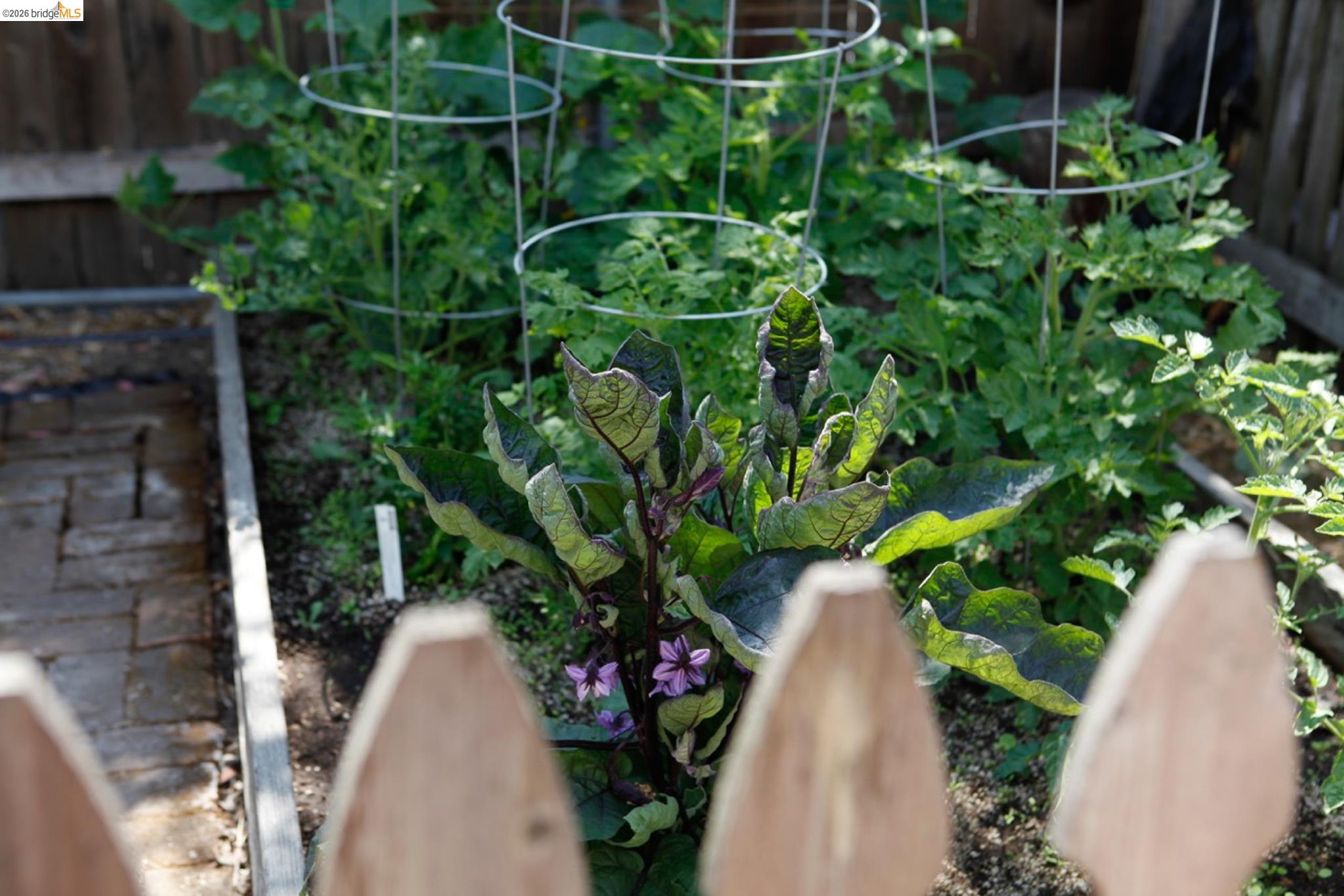 1655 12th Street Oakland, CA 94607 - Photo 35 of 51 a view of a garden with plants