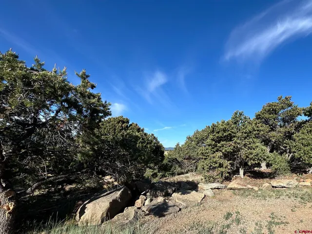 a view of a large tree