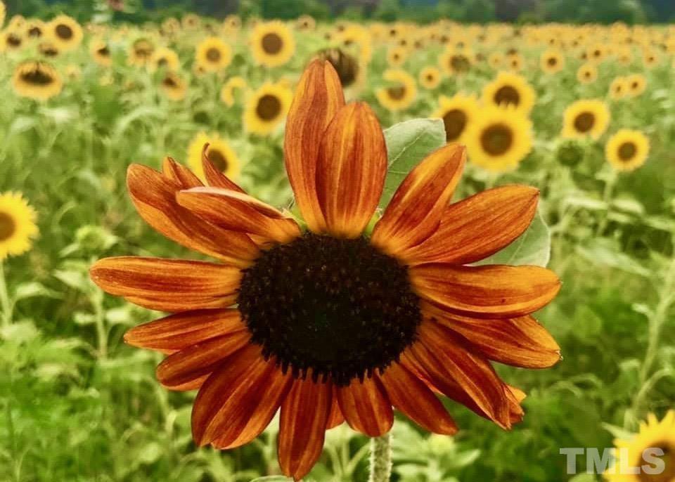 713 Dorothea Drive Raleigh, NC 27603 - Photo 19 of 23 Literally around the corner and across the street from Dix Park and this field of sunflowers.