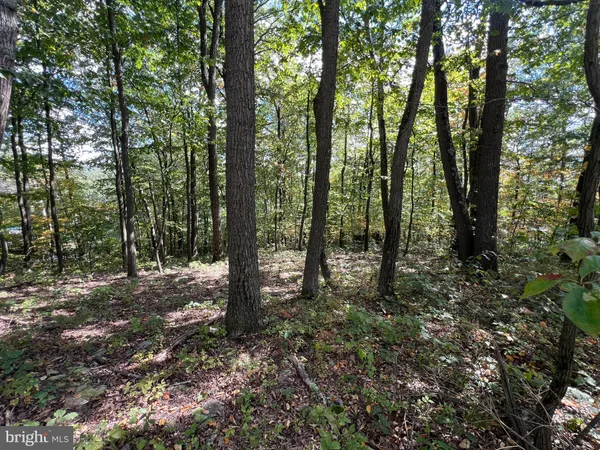 a view of a forest with trees in the background